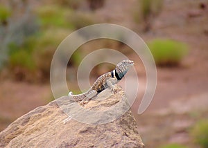 G. Basin Collared Lizard, Crotaphytus bicinctores