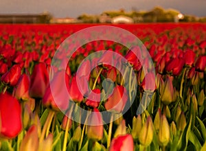 G beautiful Field of tulips in holland