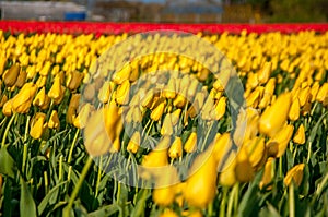 G beautiful Field of tulips in holland