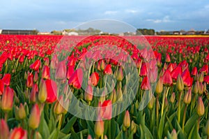 G beautiful Field of tulips in holland