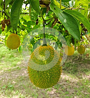 Gáº¥c Gac fruit, hanging in a farm, green yellow when unripened, is a perennial melon grown in mainly Southeast Asian countries