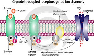 G protein coupled receptors gated ion channel. Vector illustration