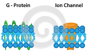 G Protein and Ion Channel Diagram