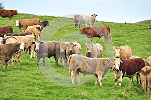The G(r)azing cows