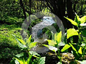 Glowna River - right tributary of the Warta River, Poznan, Poland photo