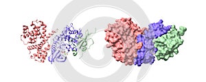 G2-mitotic-specific cyclin B1, cyclin-dependent kinase 1 and cyclin-dependent kinase regulatory subunit 2 with Flavopiridol