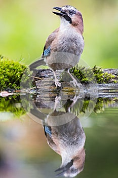 Gaai, Eurasian Jay, Garrulus glandarius