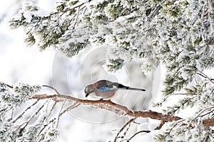 Gaai, Eurasian Jay, Garrulus glandarius