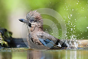 Gaai, Eurasian Jay, Garrulus glandarius