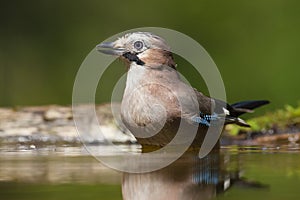 Gaai, Eurasian Jay, Garrulus glandarius