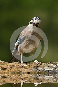 Gaai, Eurasian Jay, Garrulus glandarius