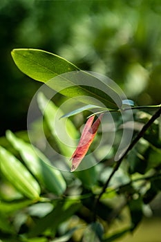 Gab or Diospyros discolor is an evergreen tree with a spreading crown