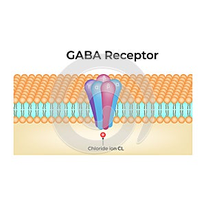 GABA Receptor Structure and Function