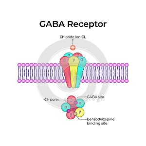 GABA Receptor Structure and Function
