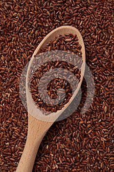 GABA rice in wooden spoon lying on grains. Germinate brown rice. Selective focus, copy space