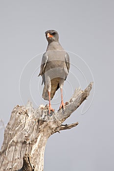 Gabar goshawk