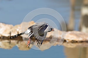 Gabar Goshawk in flight at a waterhole