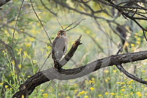 Gabar Goshawk juvenile