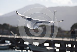 Gabbiano in volo ad ali aperte Seagull in flight with open wings