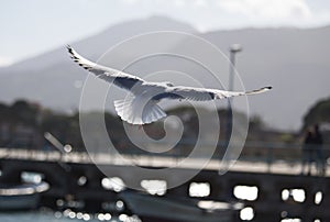 En publicidad gaviota en anos abrir alas 