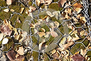 gabion covered with moss and fallen autumn leaves