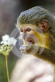 The Gabon talapoin (Miopithecus ogouensis)