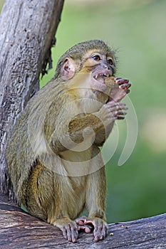 The Gabon talapoin (Miopithecus ogouensis)