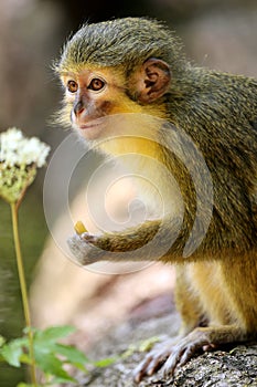 The Gabon talapoin (Miopithecus ogouensis) photo