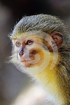 The Gabon talapoin (Miopithecus ogouensis) photo