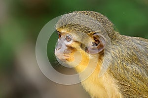 The Gabon talapoin (Miopithecus ogouensis) photo