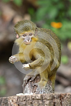 The Gabon talapoin (Miopithecus ogouensis) photo