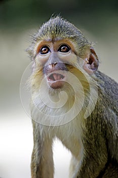 The Gabon talapoin (Miopithecus ogouensis) photo