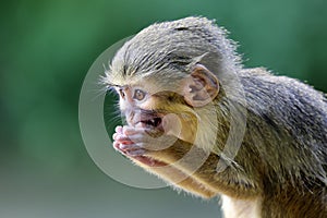 The Gabon talapoin (Miopithecus ogouensis) photo