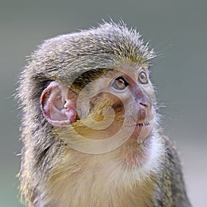 The Gabon talapoin (Miopithecus ogouensis) photo