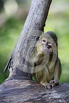 The Gabon talapoin (Miopithecus ogouensis) photo