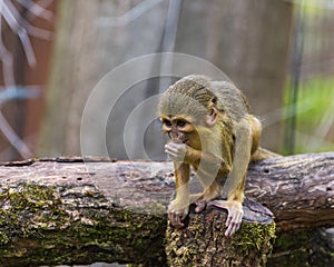 The Gabon talapoin, Miopithecus ogouensis photo