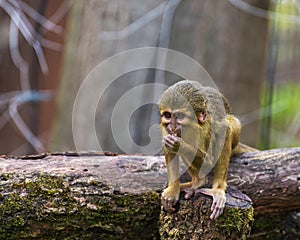 The Gabon talapoin, Miopithecus ogouensis, the northern talapoin photo