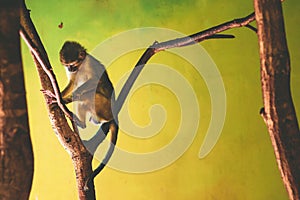 Gabon Talapoin Monkey on the tree photo