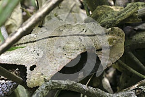 Gabon Viper photo