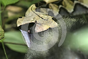 Gabon viper and prey