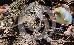 Gaboon snake (Bitis Gabonica) about to eat a little chick in Uganda, Africa photo