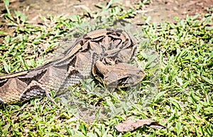 Gaboon snake (Bitis Gabonica) in Uganda, Africa photo