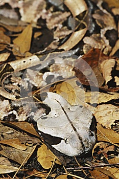 Gaboon Viper