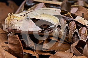 Gaboon viper