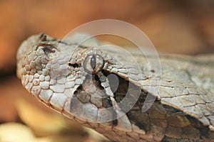 Gaboon viper