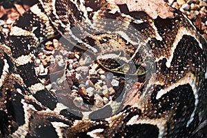 Gaboon viper