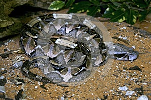 Gaboon viper, Bitis g. gabonica is among the largest poisonous snakes photo
