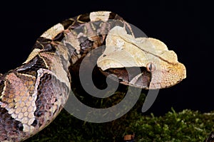 Gaboon viper Bitis gabonica gabonica