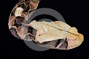 Gaboon viper Bitis gabonica gabonica