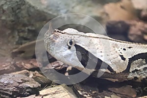 Gaboon viper Bitis gabonica 1 photo
